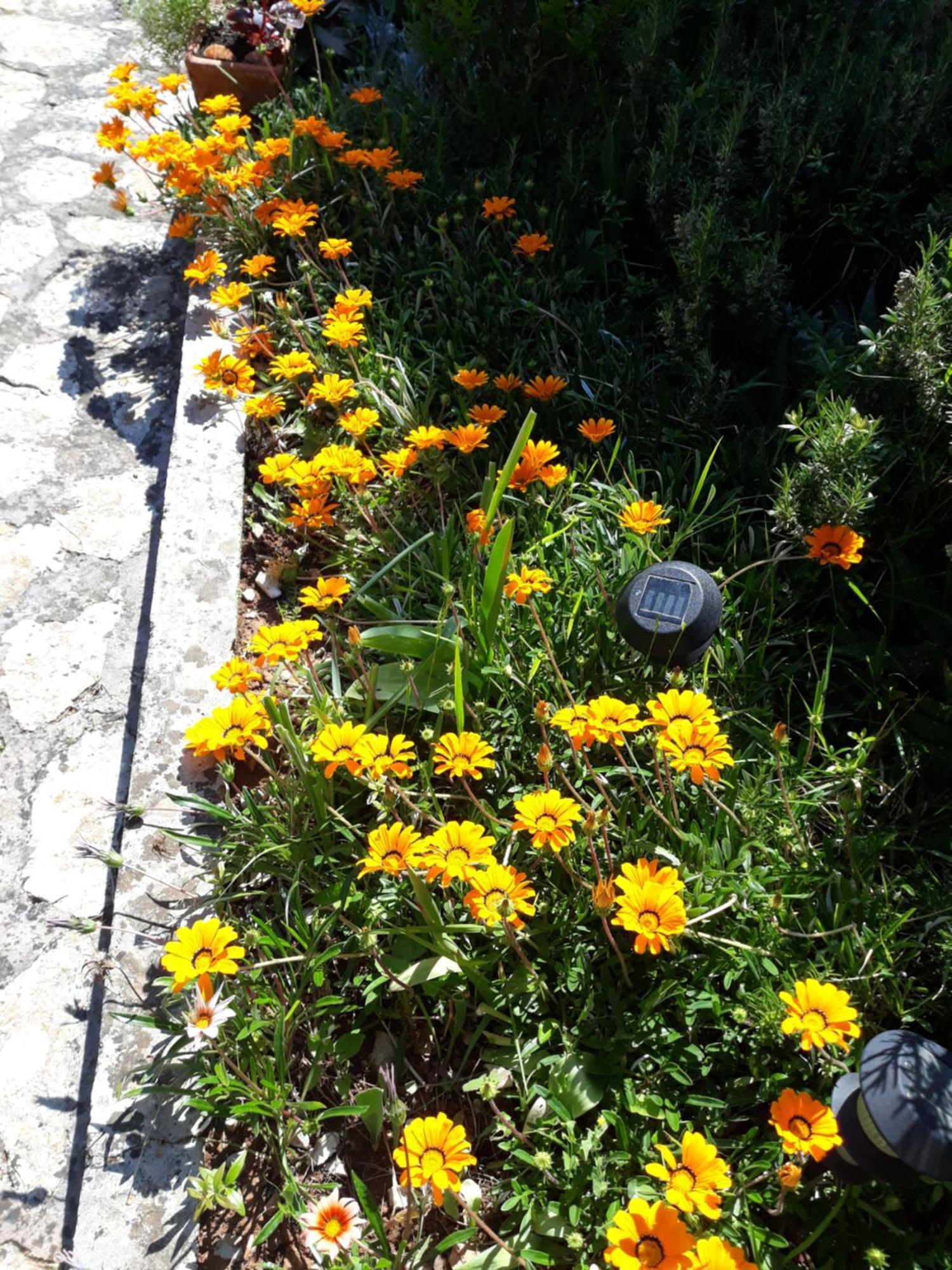 Holiday Home Villa Esperanca Veli Lošinj Dış mekan fotoğraf